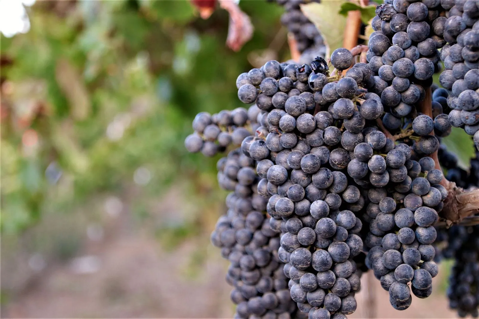 Close-up of ripe grapes in a vineyard, Francisco Zarco, Baja California, Mexico.